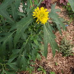 Rudbeckia laciniata