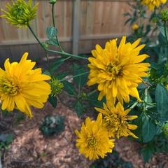 Rudbeckia laciniata