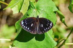 Euploea eunice hobsoni