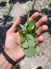 Ascia monuste orseis