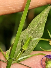 Campanula prenanthoides