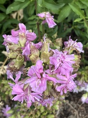 Saponaria officinalis