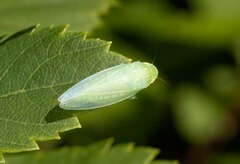 Gyponana cacumina