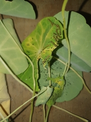 Ascia monuste orseis