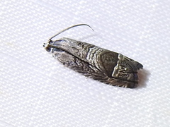 Ofatulena duodecemstriata