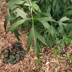 Rudbeckia laciniata