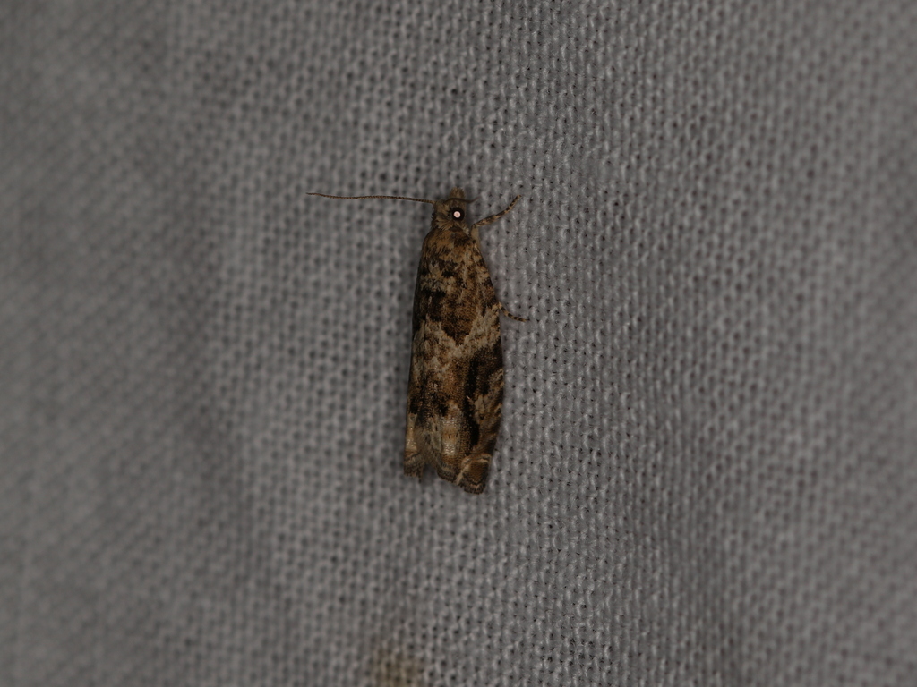 Black-brindled Bell