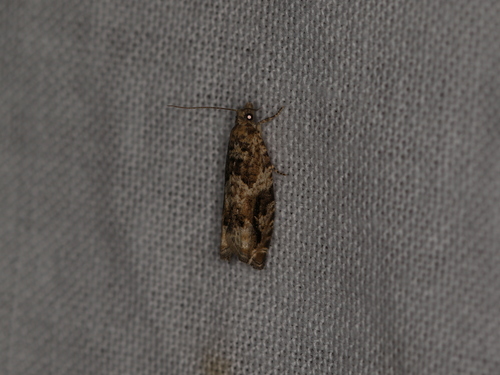 Black-brindled Bell