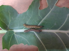 Ascia monuste orseis