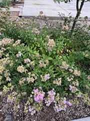 Saponaria officinalis