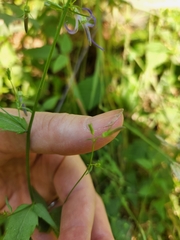 Campanula prenanthoides
