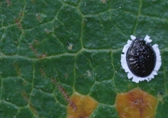 Oligonychus pritchardi