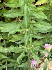 Saponaria officinalis