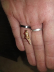 Ascia monuste orseis