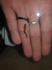 Ascia monuste orseis