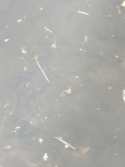 Cobitis paludica