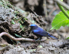 Conirostrum albifrons