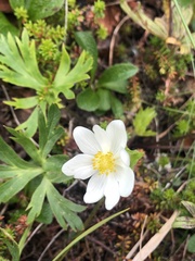 Anemonastrum sibiricum