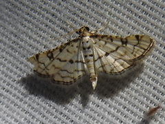 Hileithia rehamalis