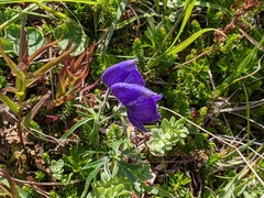 Aconitum delphiniifolium