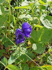 Aconitum delphiniifolium