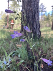 Penstemon griffinii