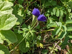 Aconitum delphiniifolium