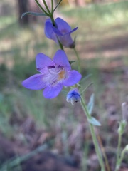 Penstemon griffinii