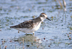 Calidris subminuta