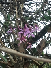 Epidendrum flexuosum