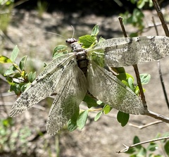 Orohermes crepusculus