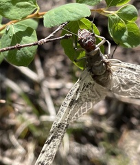 Orohermes crepusculus