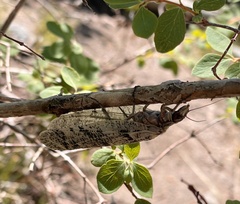 Orohermes crepusculus