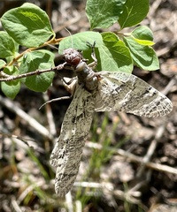 Orohermes crepusculus