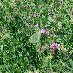 Pieris rapae