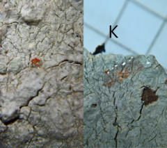 Varicellaria hemisphaerica