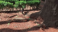 Sciurus aureogaster
