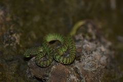 Trimeresurus venustus