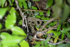 Trimeresurus venustus