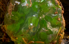 Oophila amblystomatis