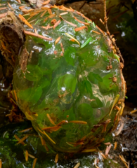 Oophila amblystomatis