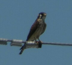 Falco sparverius paulus