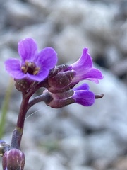 Boechera horizontalis