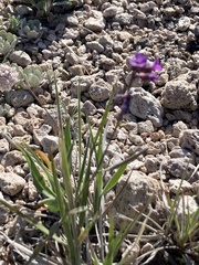 Boechera horizontalis