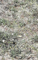 Papilio machaon