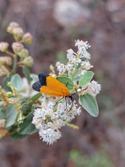 Neoalbertia constans