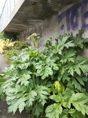 Heracleum mantegazzianum