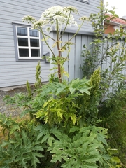 Heracleum mantegazzianum