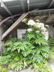 Heracleum mantegazzianum