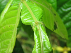 Wasmannia auropunctata